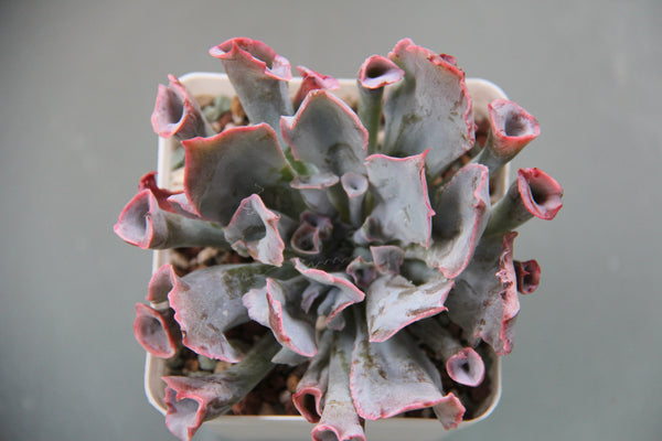 Echeveria Trumpet
