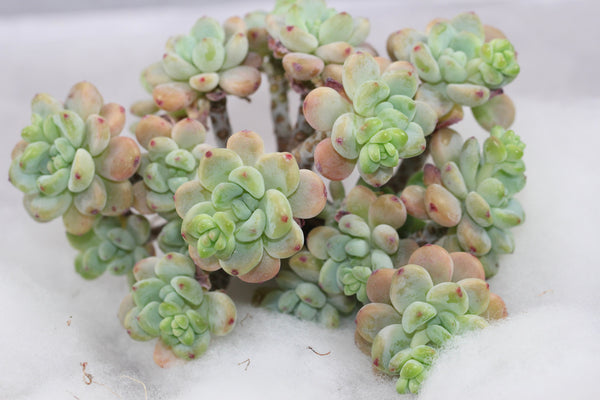 Sedum Clavatum