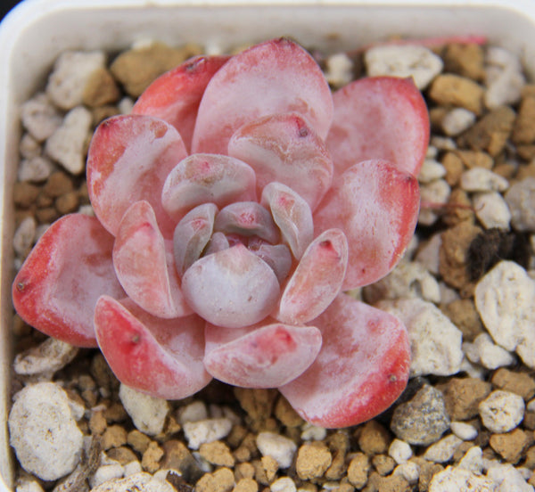 E. Orange Monroe