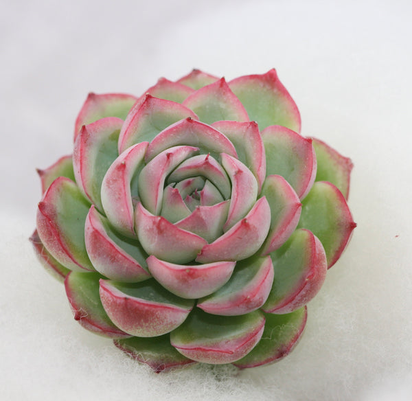 E.Silhouette