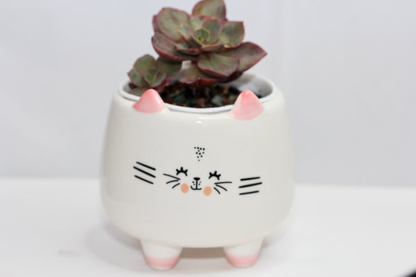 Animal Planters