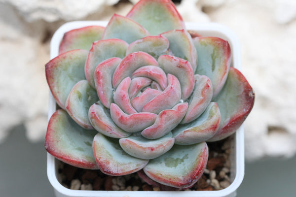 E. Amabile (a.k.a. Strawberry Cake)