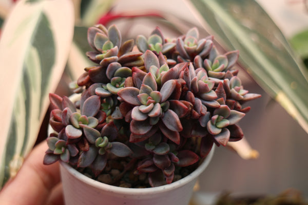 Echeveria cv. Rezy