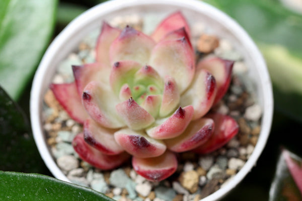 E. Colorata