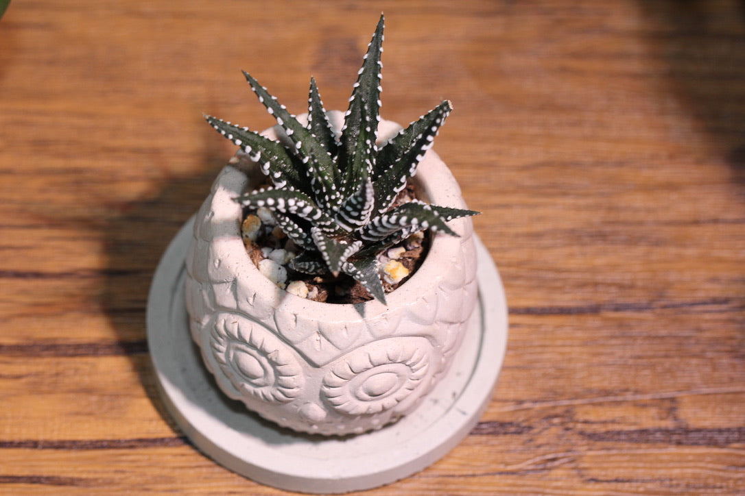 Handmade Owl Planter with Succulent