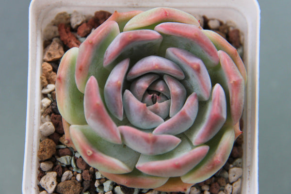 E. Rosanna (L)
