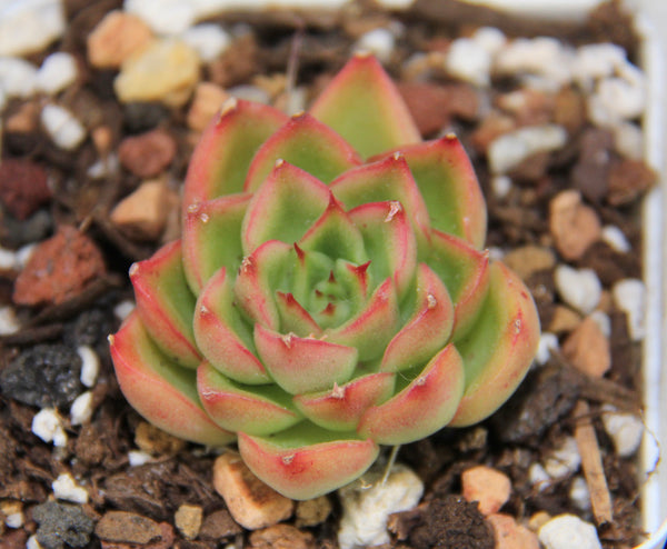 Echeveria Nominoe