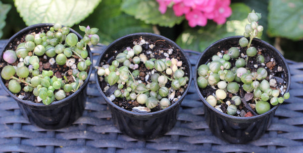 String of Pearls (variegated) (B)