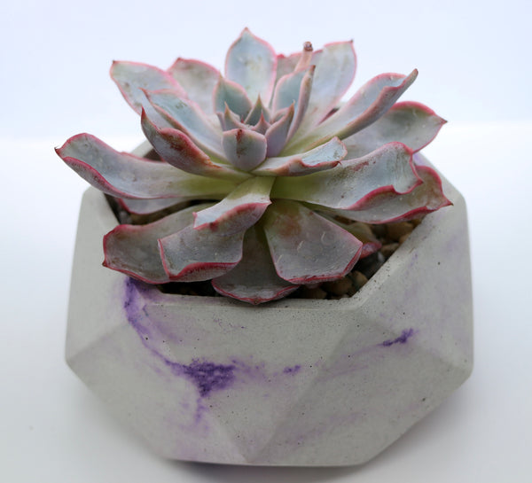 Geometric Concrete Planter with Korean Succulent.
