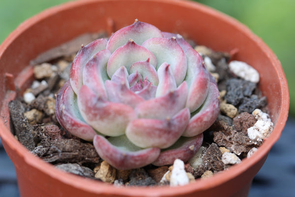 E. Marcel