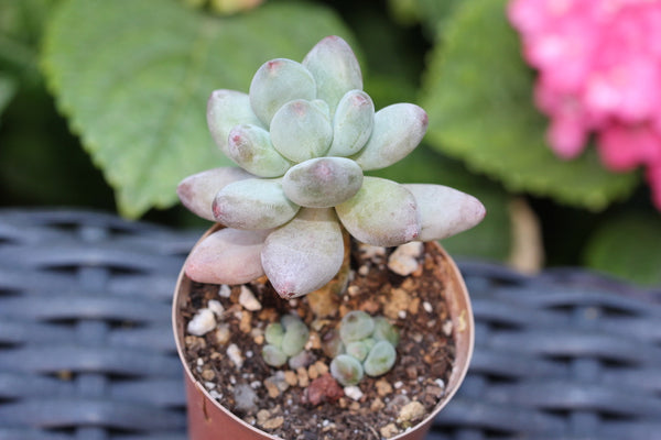 Echeveria Apple Beauty