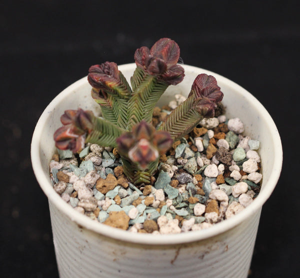 Crassula Pyramidalis