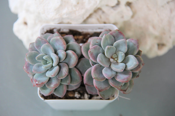 Echeveria Amor Party