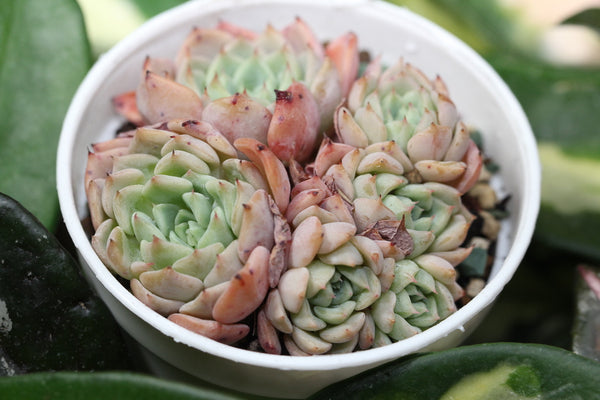 E. Violetta (cluster)