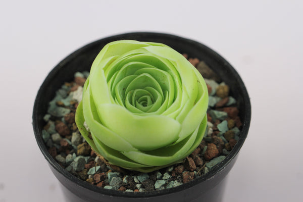 Greenovia diplocycla var.gigantea