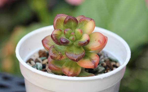 Sedum Lucidum Obesum (var)