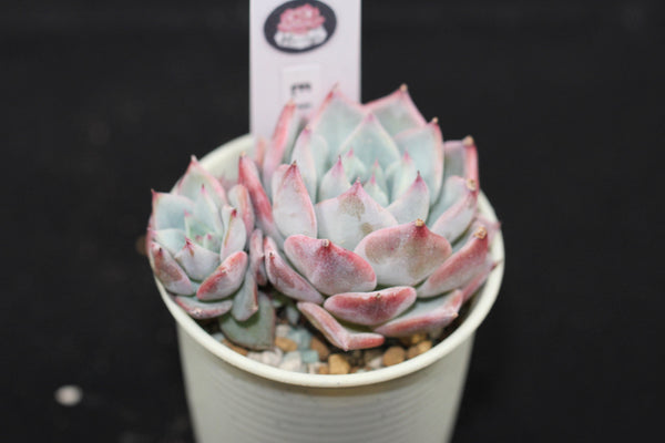 E. Larega