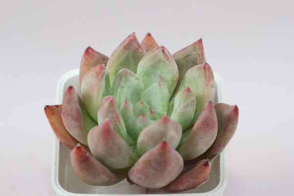Echeveria Pena