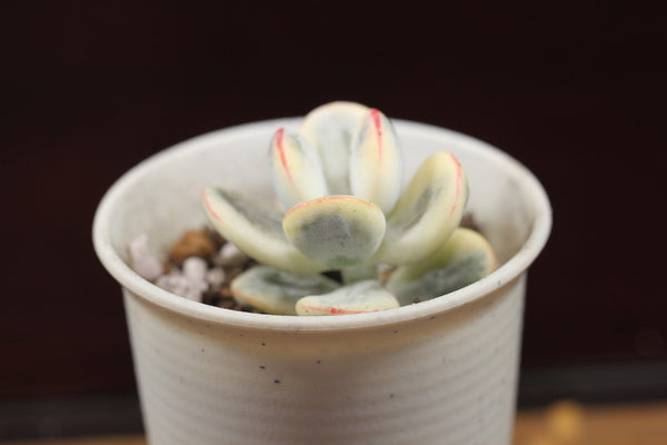 Cotyledon Orbiculata cv Variegated