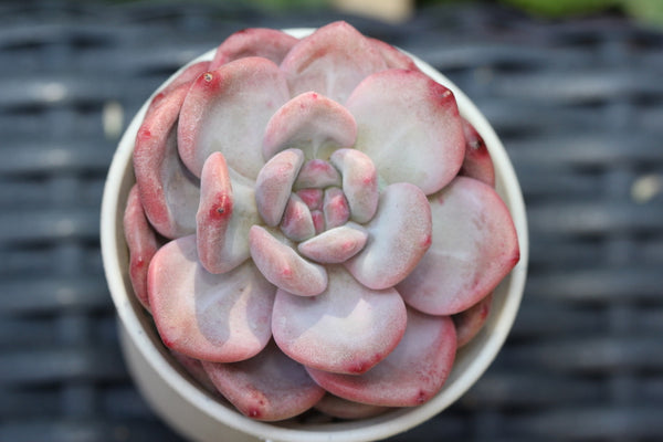 Echeveria Ariel