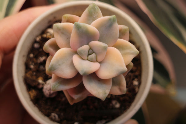 Graptoveria Titubans (var.)