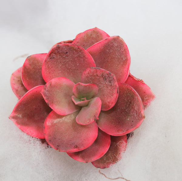E. Suyon