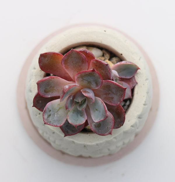 Handmade Owl Planter with Rare Korean Succulent