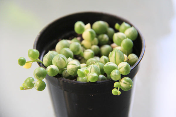 Spring of Pearls (variegate)