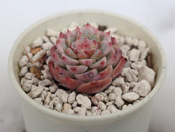 E. Red Velvet
