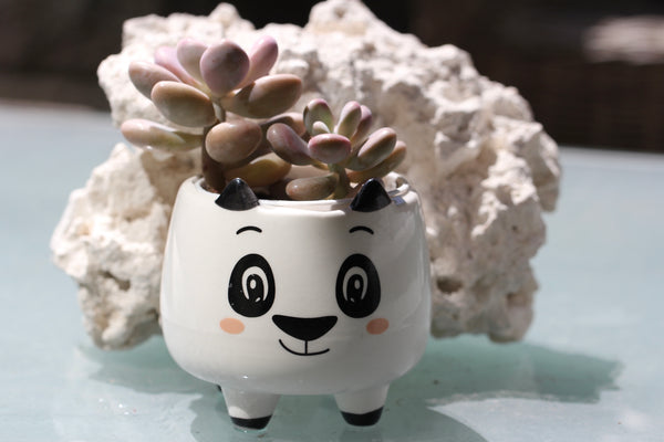 Animal Planters