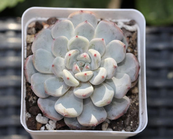 Echeveria Viyant