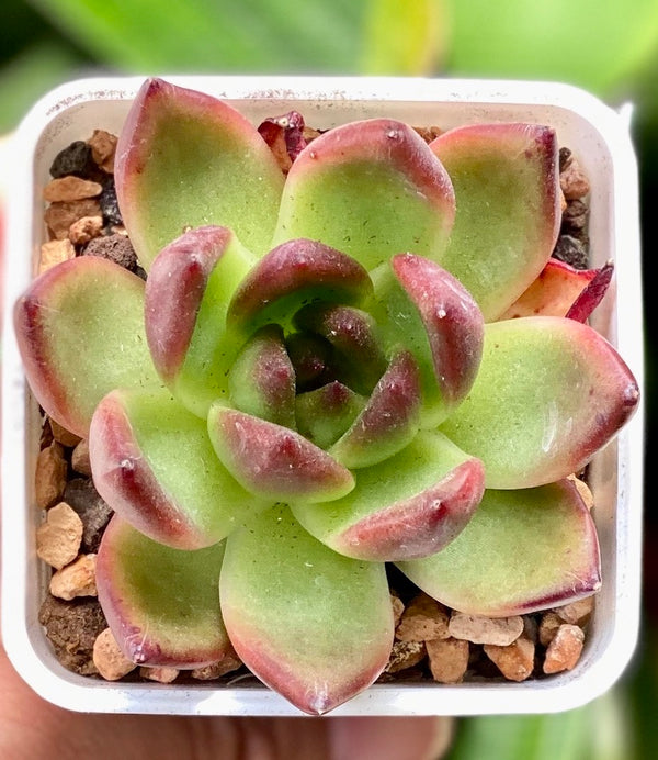 E. Superbly Lolita (rare)