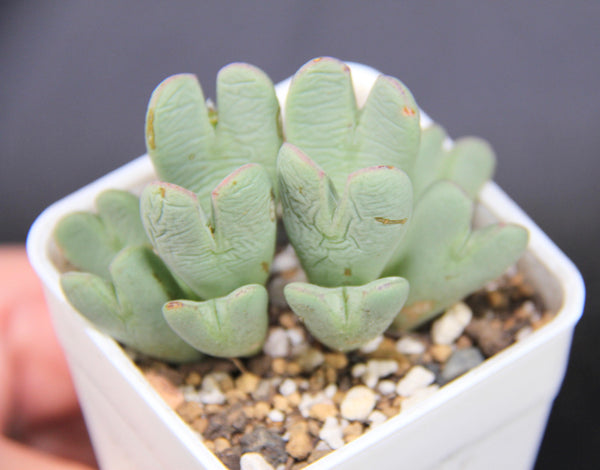 Conophytum Bilobum
