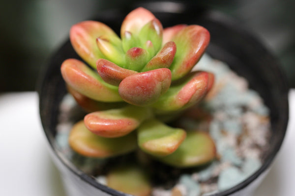 Sedum Lucidum Obesum (var.)