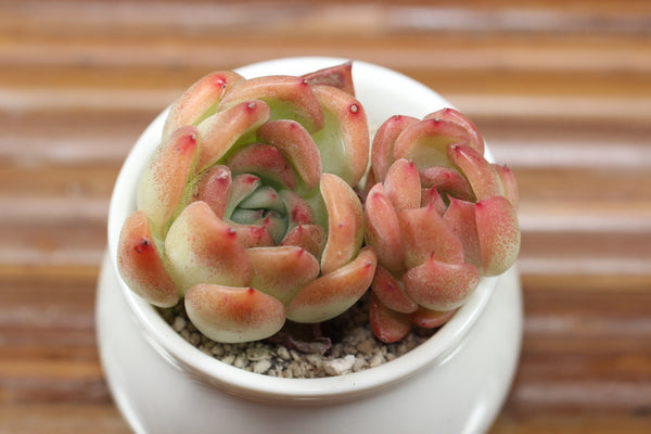 E. Floriditi