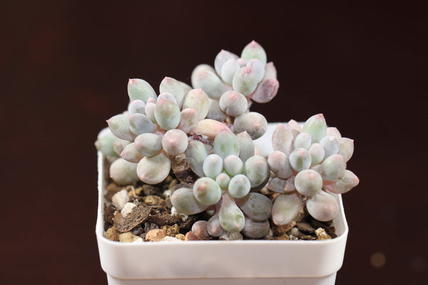 Baby Fingers
