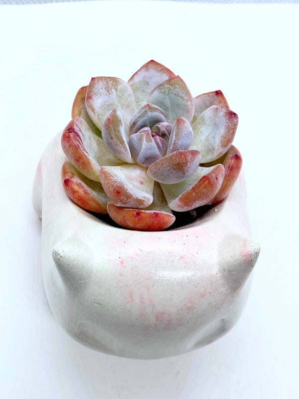 Bulbasaur (s) Concrete Planter with Korean Succulent