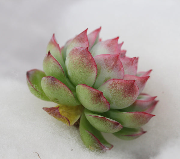 E.Silhouette