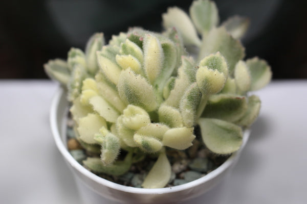 Cotyledon tomentosa f. variegata