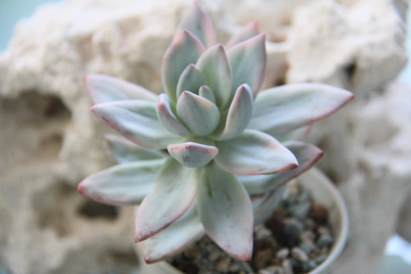 E. Simonoasa (Powder Puff)