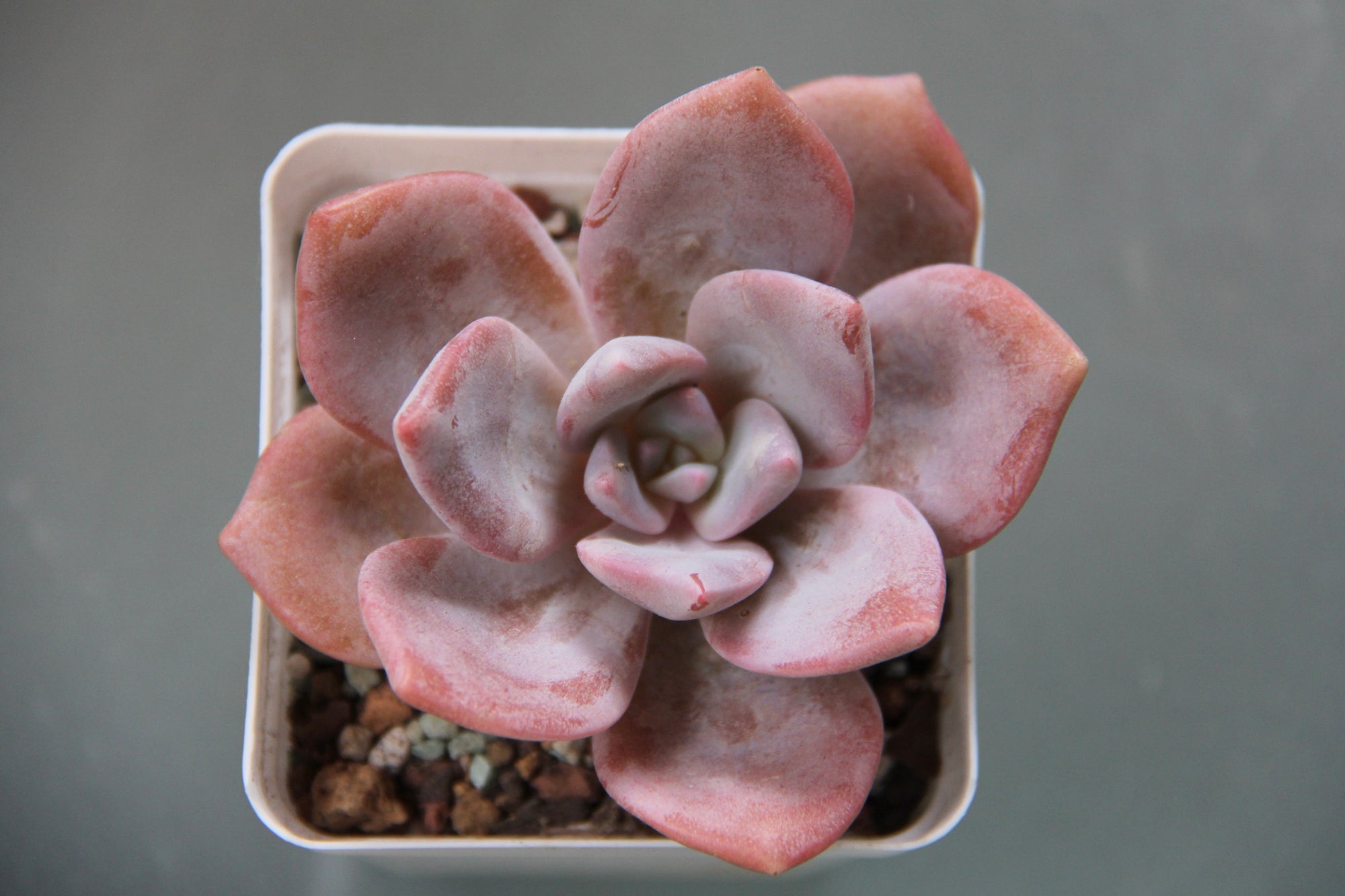 Echeveria Missing You