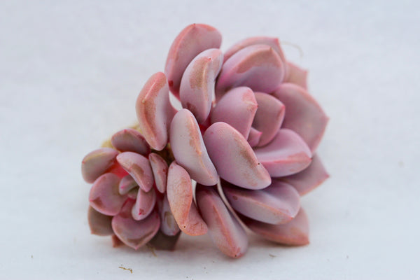 Graptoveria  "Debbie"