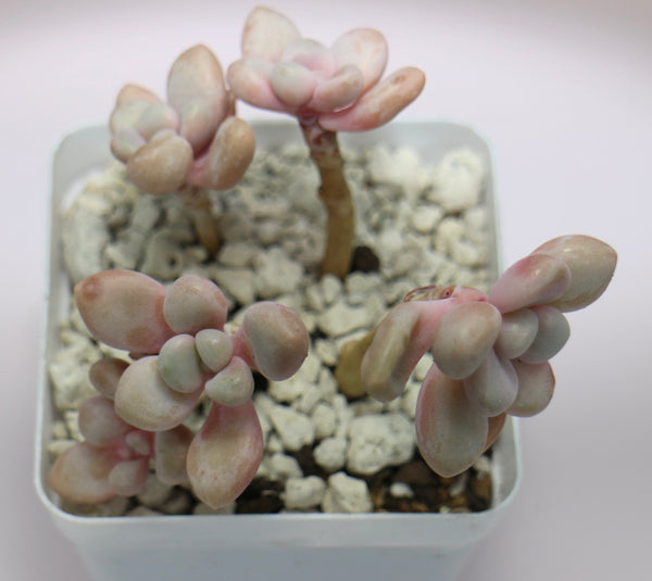 Graptopetalum Ellen