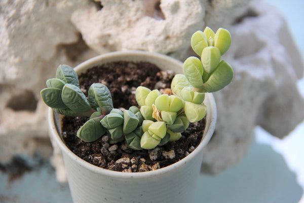 Corpuscularia lehmanni (variegata)