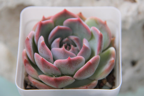 E. Rosanna (L)