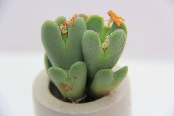 Conophytum Bilobum