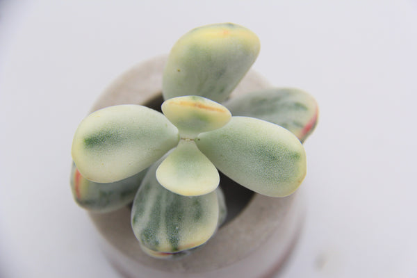 Cotyledon Orbiculata cv Variegated