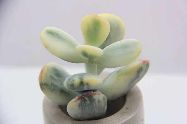 Cotyledon Orbiculata cv Variegated