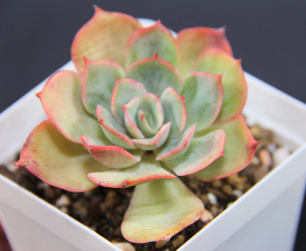 E.Snow White