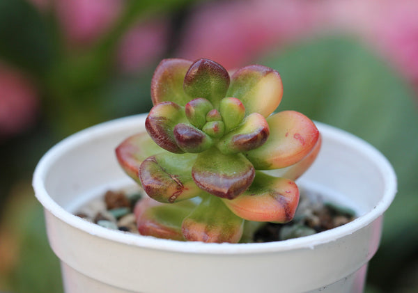 Sedum Lucidum Obesum (var)